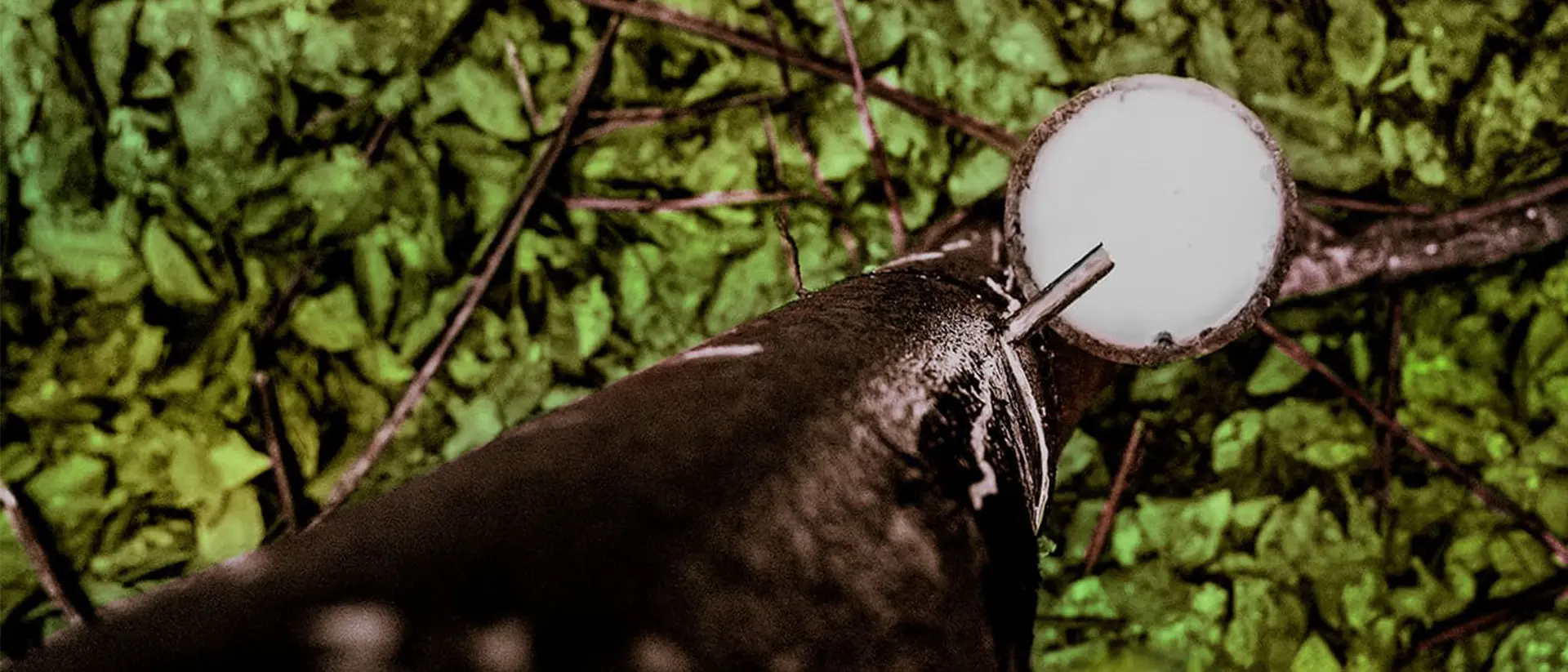 Устойчивое развитие